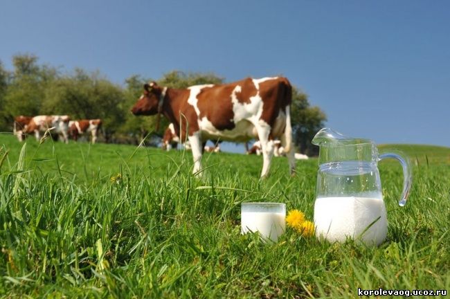 молоко коровы